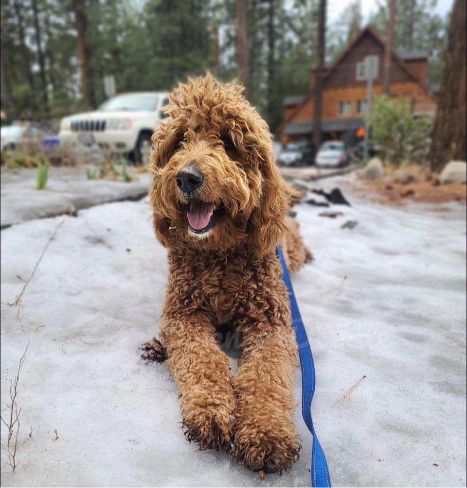 A brown Goldendoodle dog with a blue leash, enjoys the outdoors in Washington
