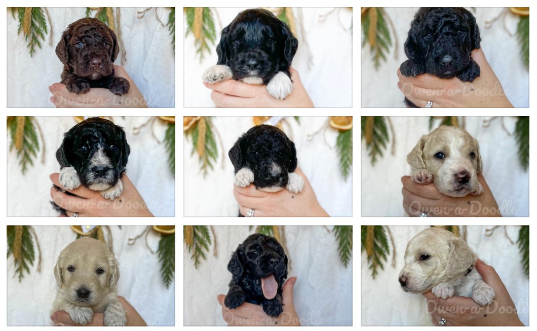 A collage of pictures of puppies in a person's hands.