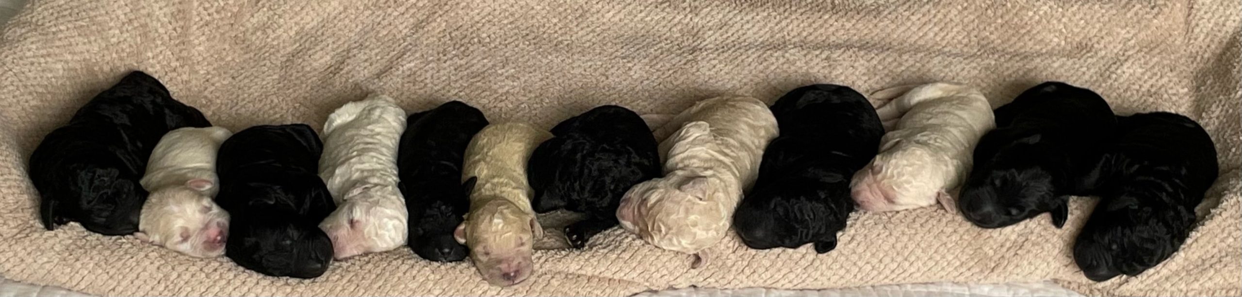 Newborn Goldendoodle puppies, in a striking black and white coat, are neatly lined up on a sofa, creating an adorable and harmonious scene