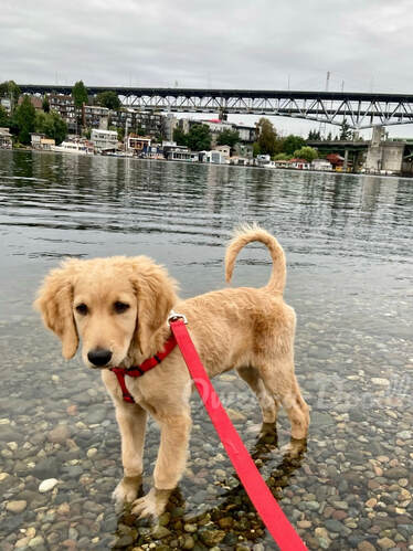 A Goldendoodle puppy frolicking along the riverbank in Washington State.