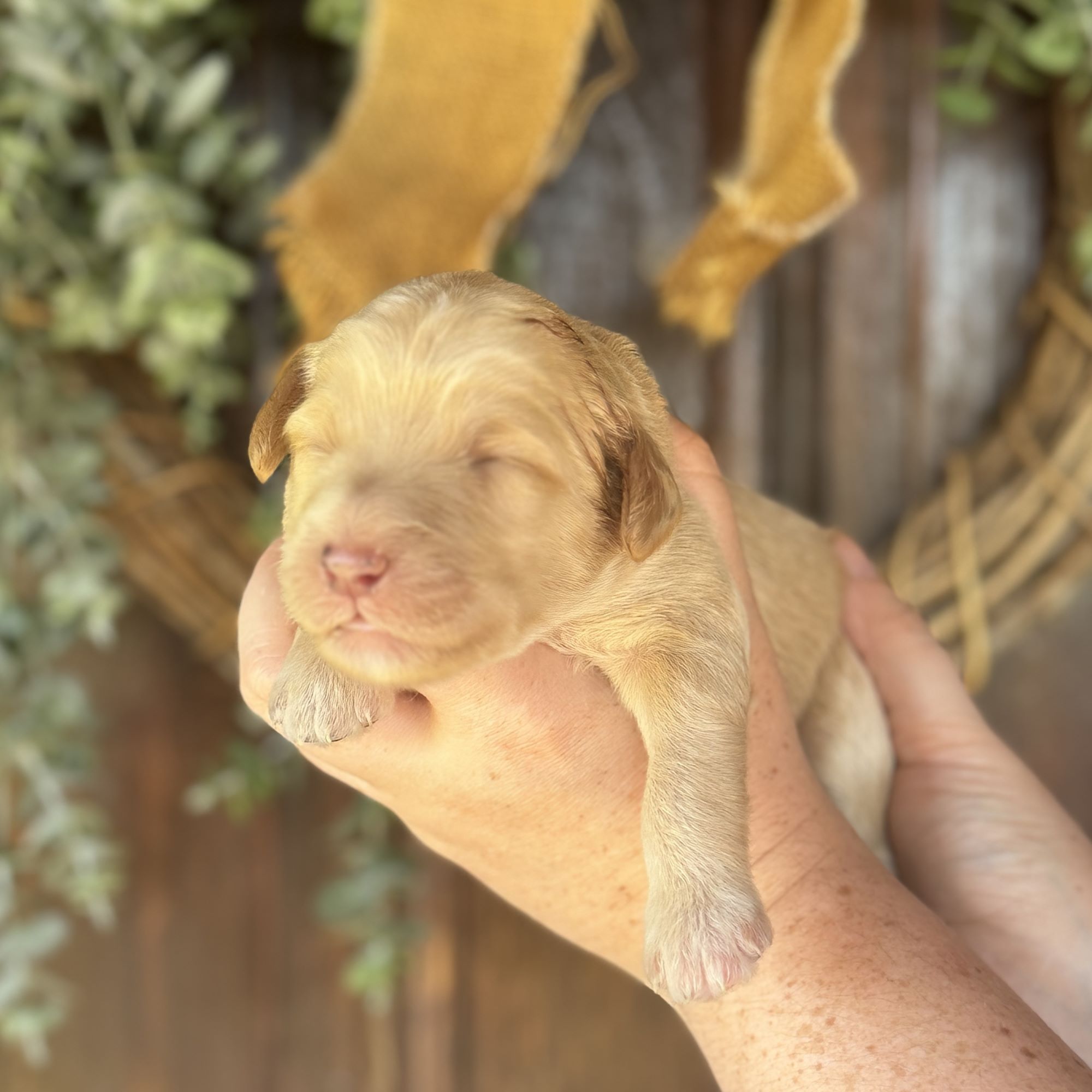 Goldendoodle puppies for sale near me