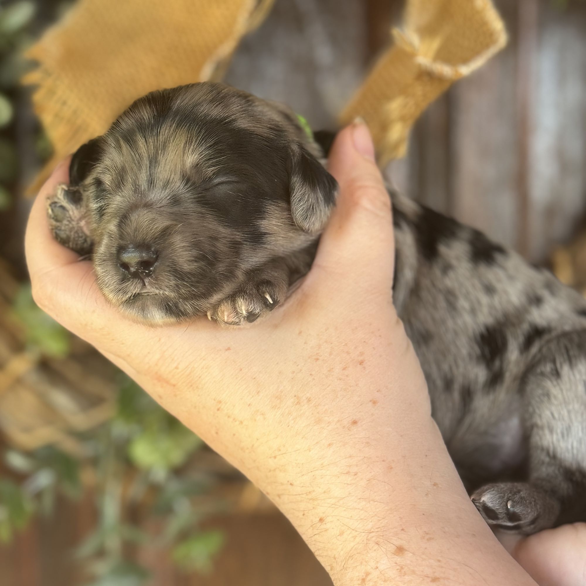Goldendoodle Puppies Breeders Seattle, WA - Owen-a-Doodle