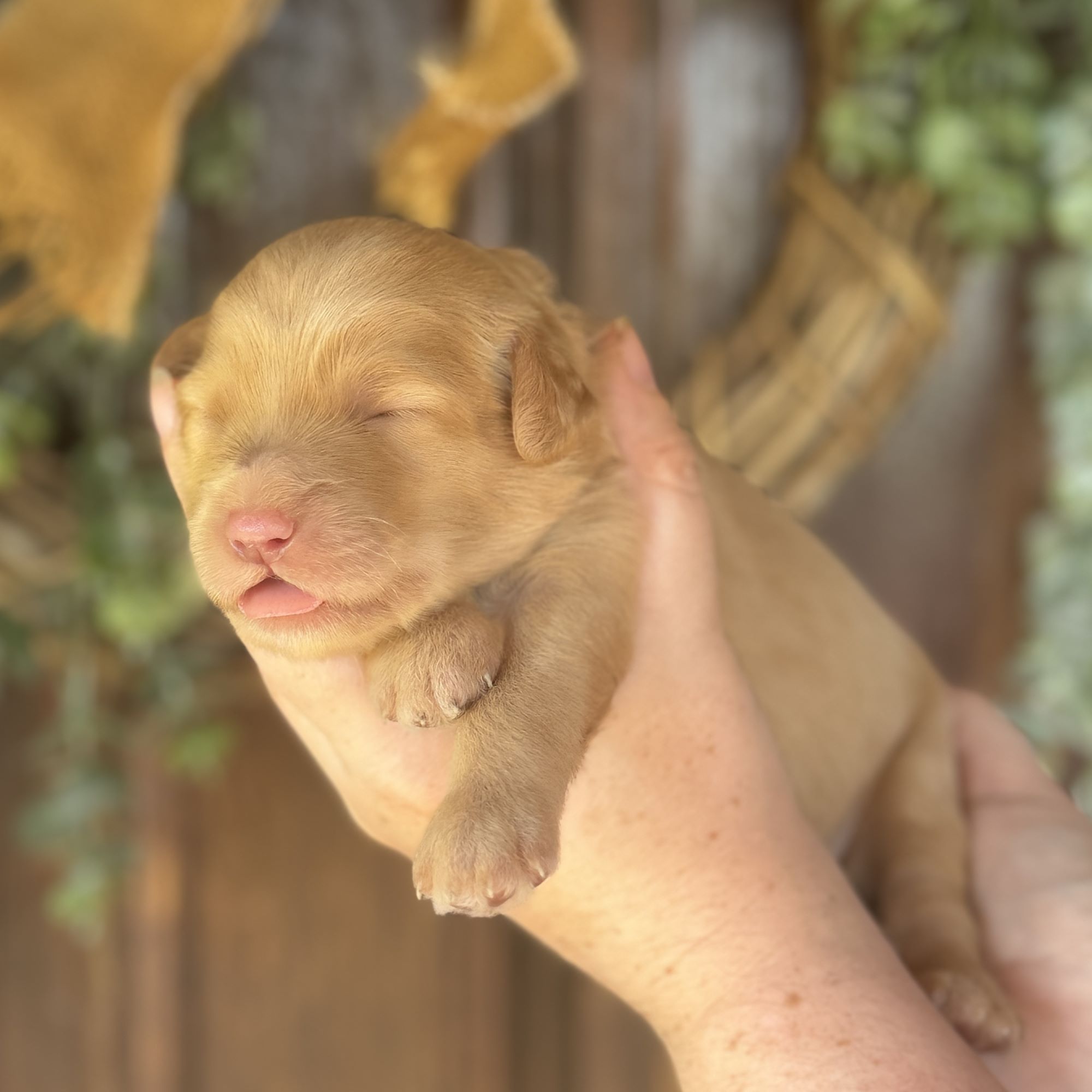 Goldendoodle Puppies for Sale Near Me Your Ultimate Guide