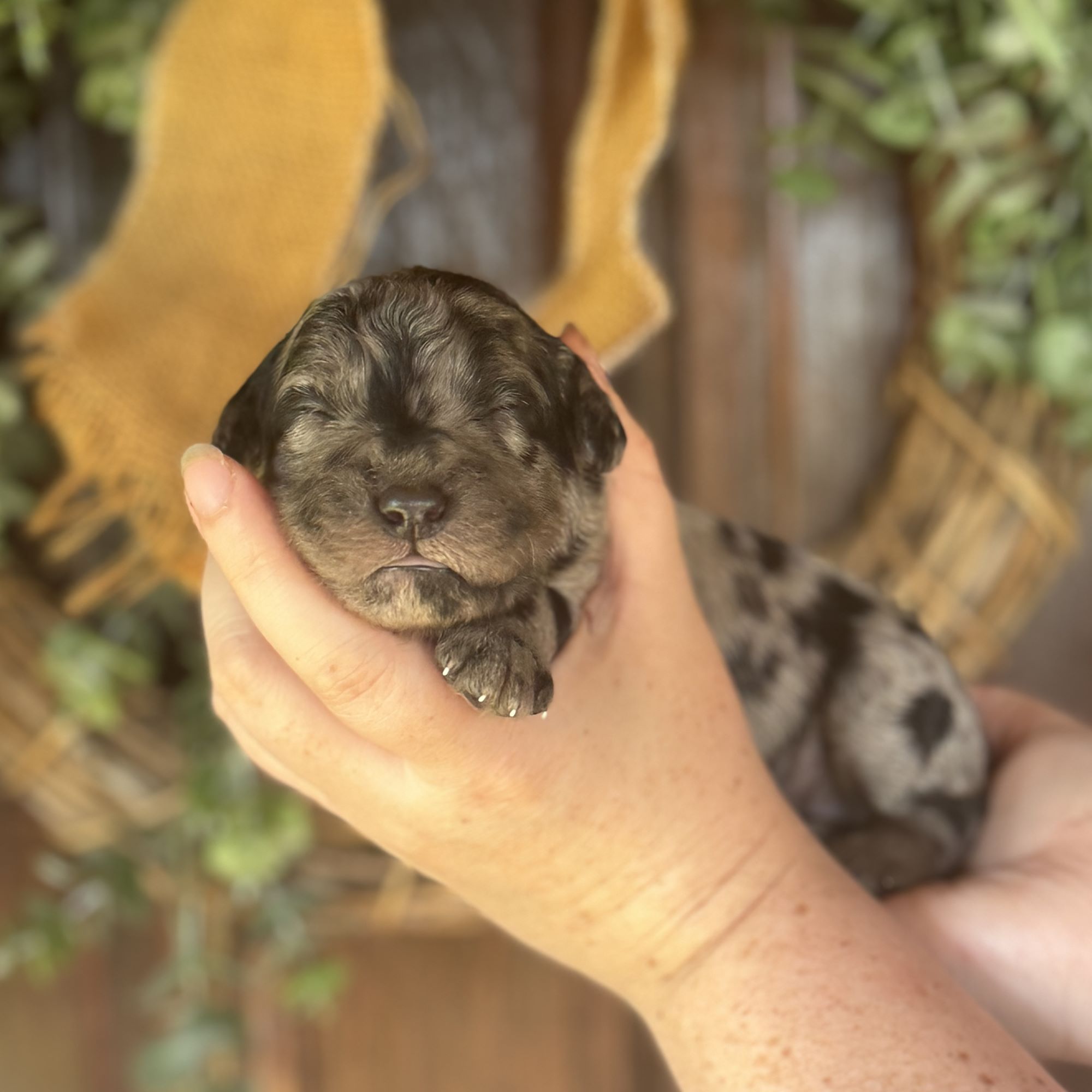 Goldendoodle for sale near me